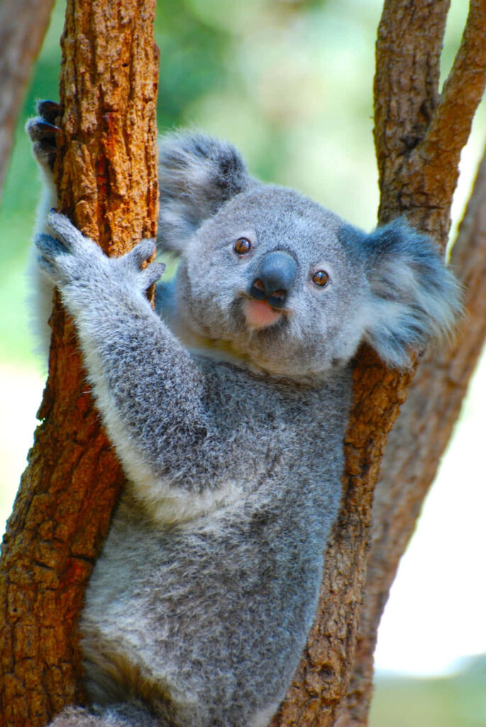 Cuddly Koala Bear Clings to Tree Bark in Serene Greenery Wallpaper