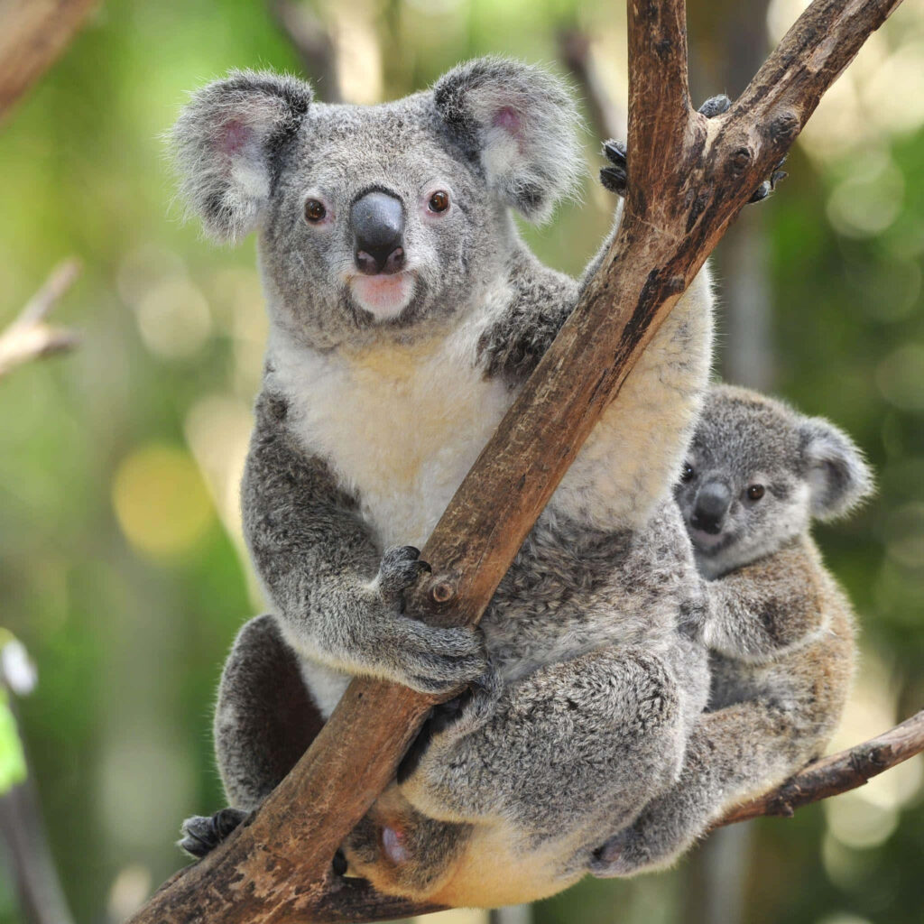 Cuddly Koala Wallpaper: Embrace of Love in Serene Green Background