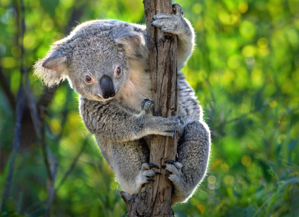Cuddly Koala in Lush Greenery - Tranquil Wallpaper Background