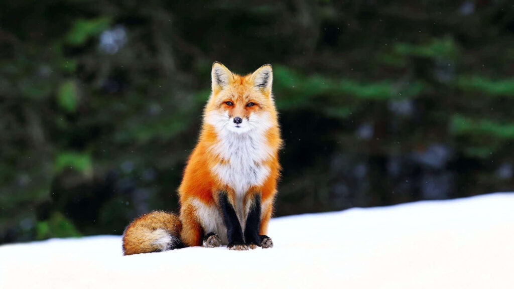 Vivid Red Fox in Snowy Landscape - Stunning Winter Wallpaper