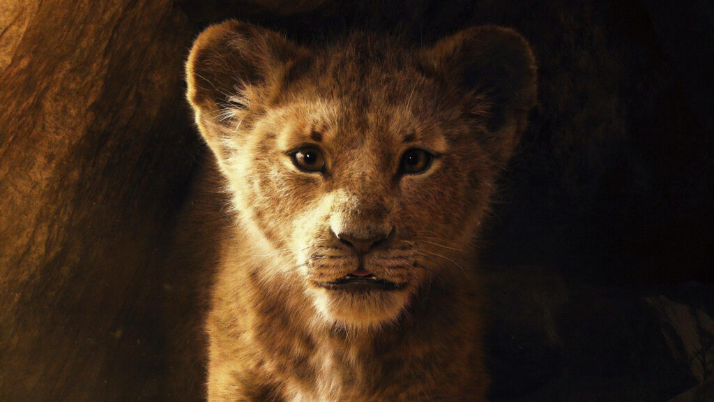 Curiosity Awakens: An Adorable 5k HD Image of Young Simba, the Main Hero in 2019's The Lion King, Gazing Inquisitively - Captivating 5k HD Background Photo Wallpaper