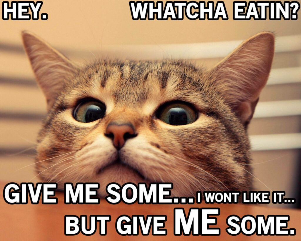 Curious Kitty Craves Food: Hilarious Meme for Feline Foodies! Wallpaper