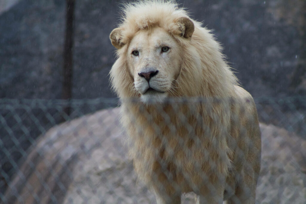 Majestic White Lion displaying curiosity inside a secure enclosure amidst rocky surroundings Wallpaper
