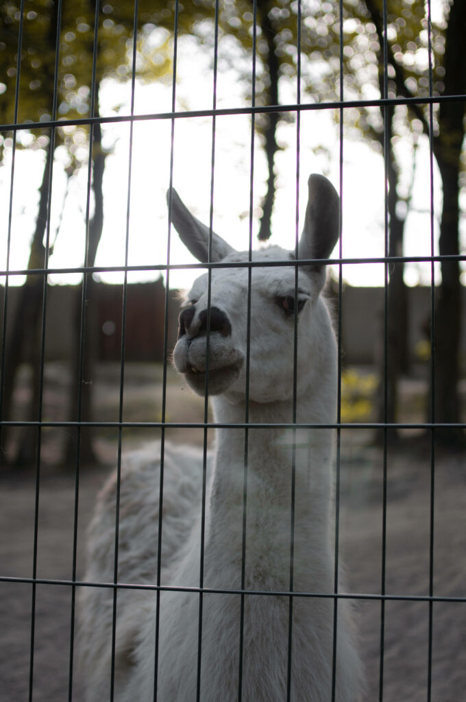 Curious alpaca behind metal fence gazing at camera soft light trees background wallpaper