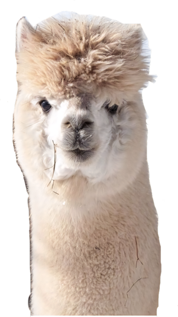 Adorable Alpaca Portrait Wallpaper with Transparent Background