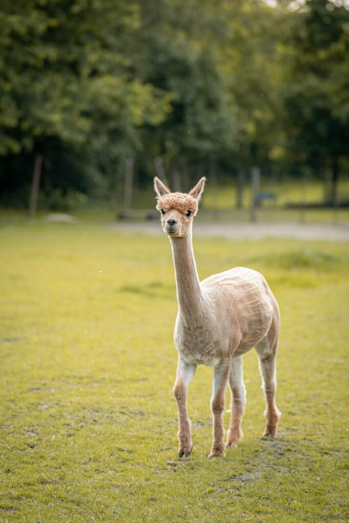 Curious alpaca standing on lush green field in peaceful natural landscape wallpaper background