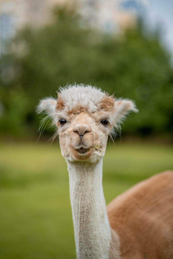 Curious alpaca standing on vibrant green grass with blurred natural background peaceful scene Wallpaper