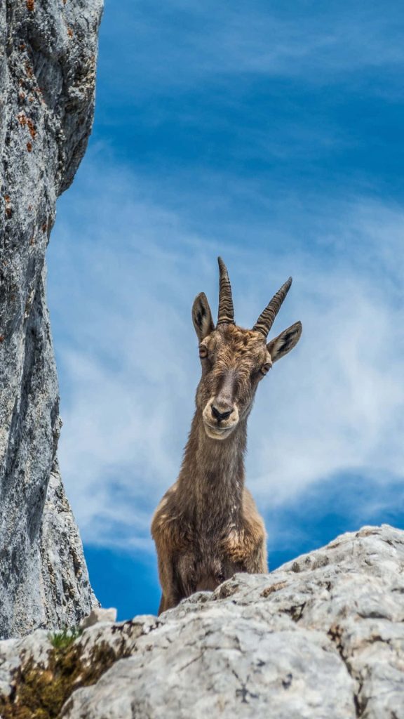 Curious Alpine Ibex on rocky mountain ridge under vibrant blue sky wildlife wallpaper background
