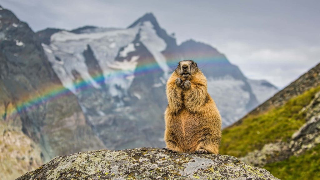 Alpine marmot on rocky peak with rainbow over snow-capped mountains in serene alpine landscape Wallpaper