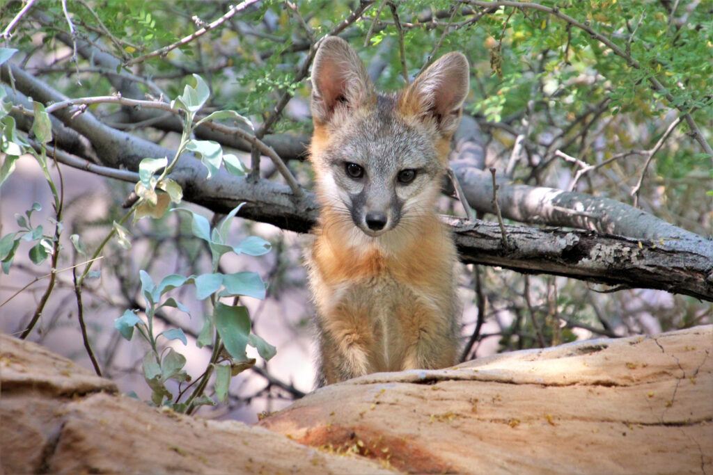 Curious American Fox Cub Wallpaper in Lush Greenery Background
