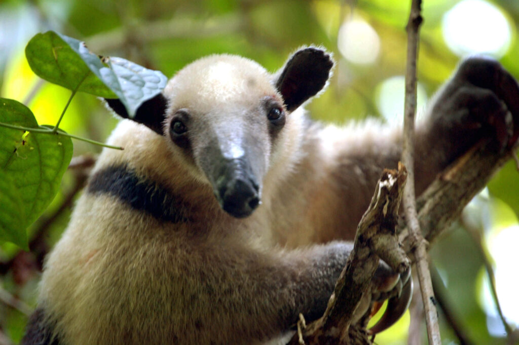 Curious anteater on tree branch surrounded by lush green leaves vibrant wildlife wallpaper background