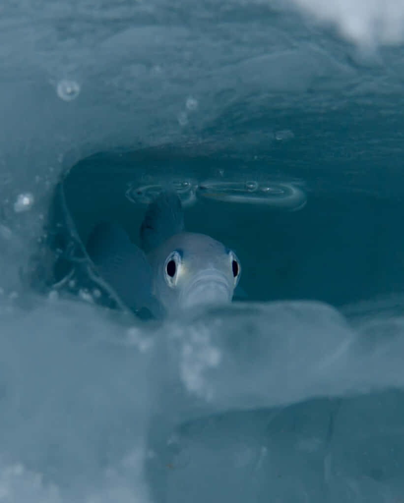 Curious Arctic Cod swimming under frozen ice in cold blue water striking underwater scene Wallpaper