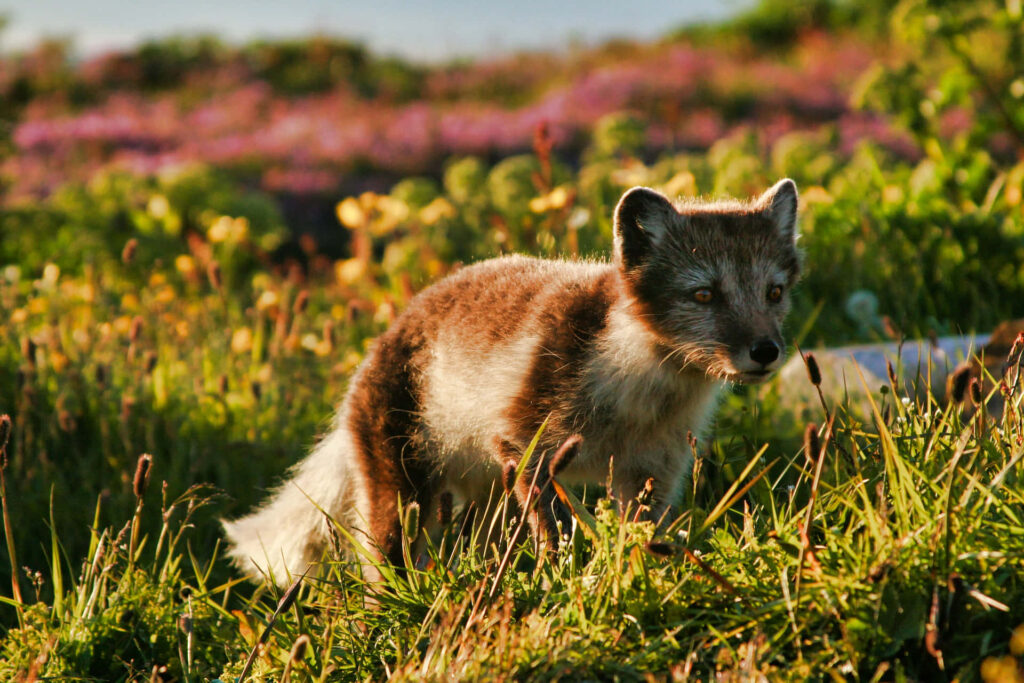 Curious Arctic Fox Among Blooming Wildflowers in Lush Greenery Wallpaper