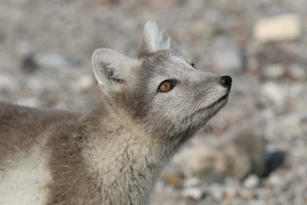 Curious Arctic Fox in Snowy Fur: Captivated by Its Frosty Habitat Wallpaper