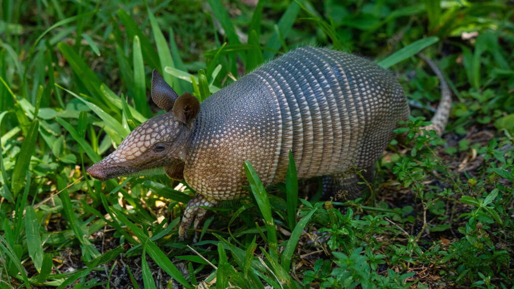 Armadillo with armored shell exploring lush green natural habitat detailed wallpaper background