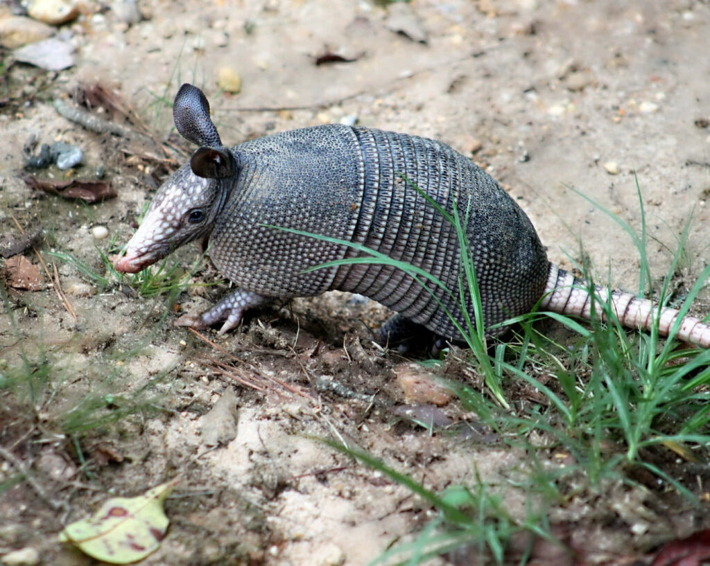 Curious armadillo blending into earthy ground and green plants in natural habitat wallpaper