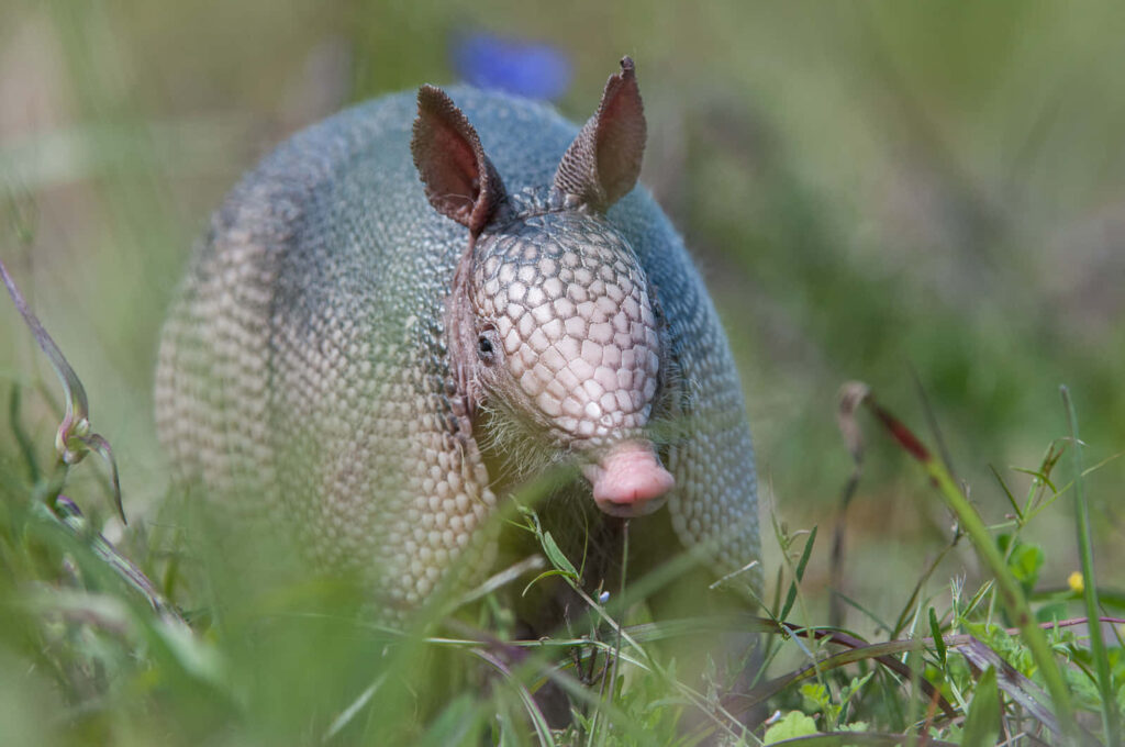 Curious armadillo in lush green grass with textured armor in peaceful natural setting wallpaper