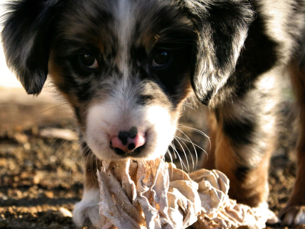 Australian Shepherd puppy chewing textured cloth close-up with curious eyes and unique coat Wallpaper