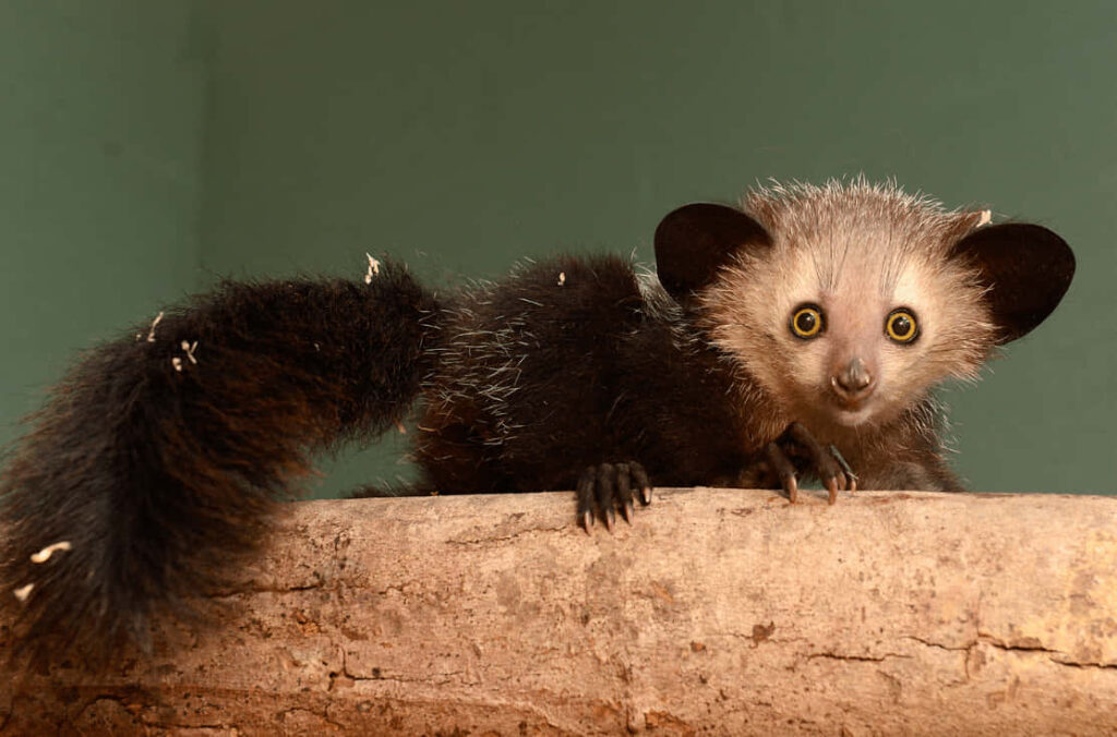 Curious Aye-Aye Primate on Branch - Madagascar Wallpaper