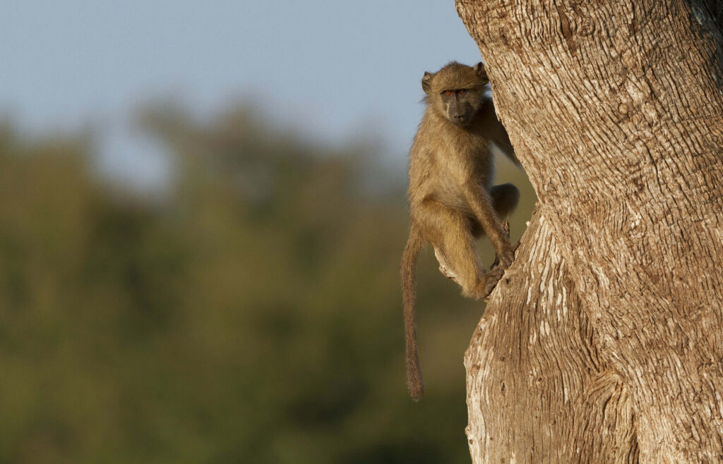 Curious baboon climbing rough tree bark tall tree natural blurred background wallpaper