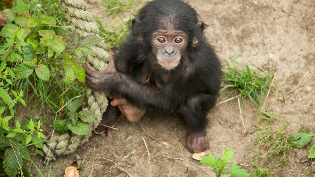 Baby chimpanzee sitting on earth holding rope surrounded by green foliage with curious eyes Wallpaper