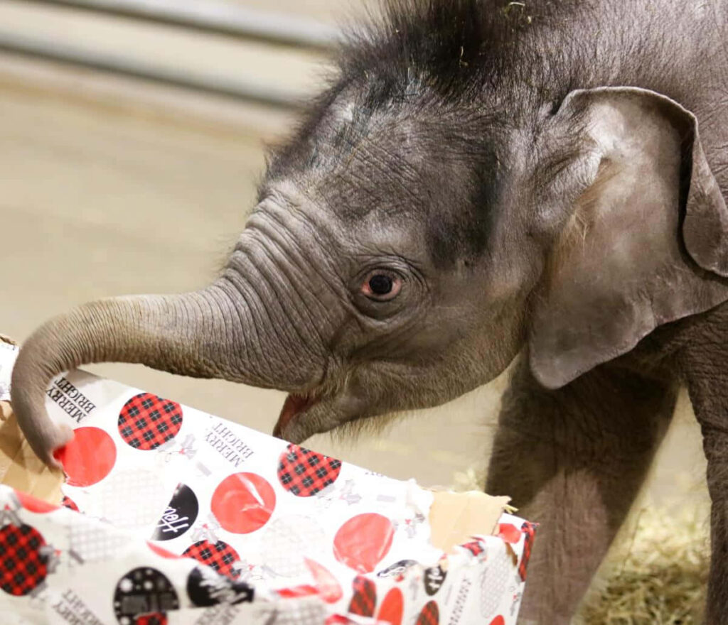 Adorable Baby Elephant Playing with Colorful Gift Box Wallpaper