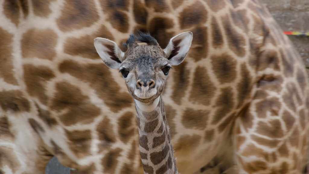 Curious Baby Giraffe Gazes at Viewer Amidst Majestic Wild Backdrop Wallpaper
