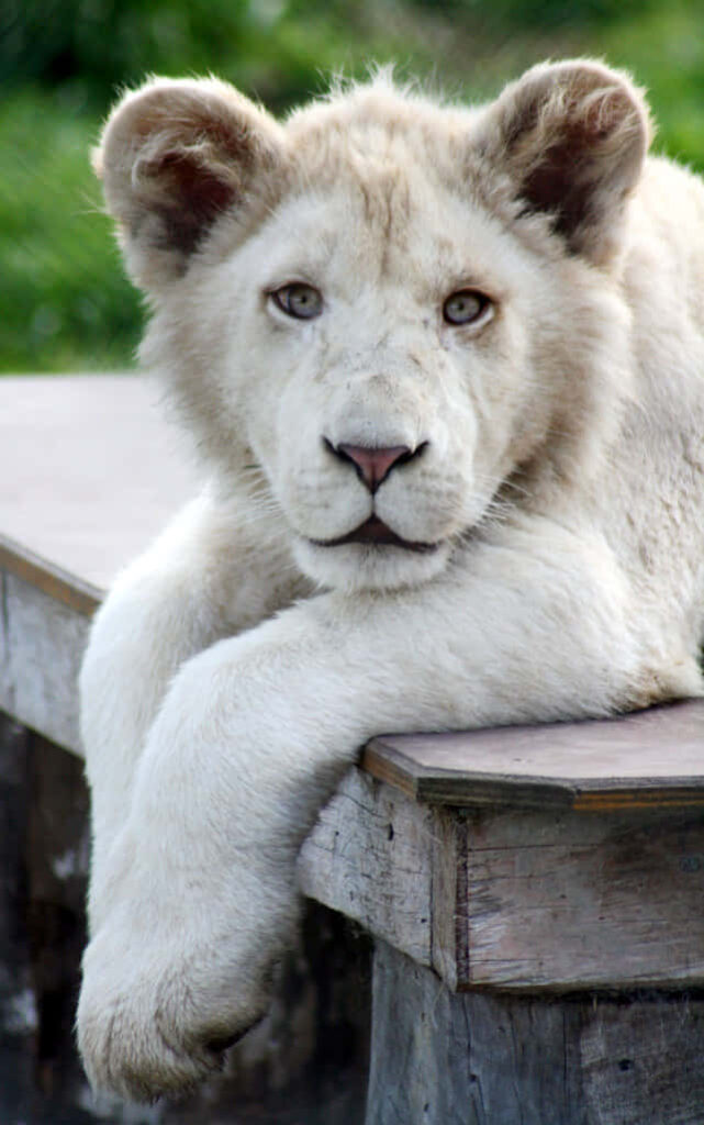 Curious Baby Lion Gazes at Camera Amidst Nature's Charm Wallpaper