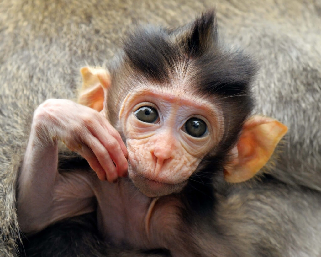 Curious Baby Monkey: Expressive Eyes in a Serene Earthy Scene Wallpaper