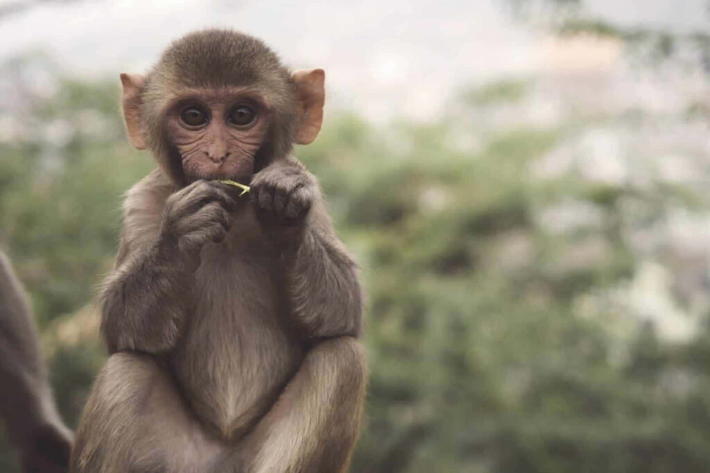 Curious Baby Monkey Exploring Nature's Beauty: Serene Greenery Wallpaper