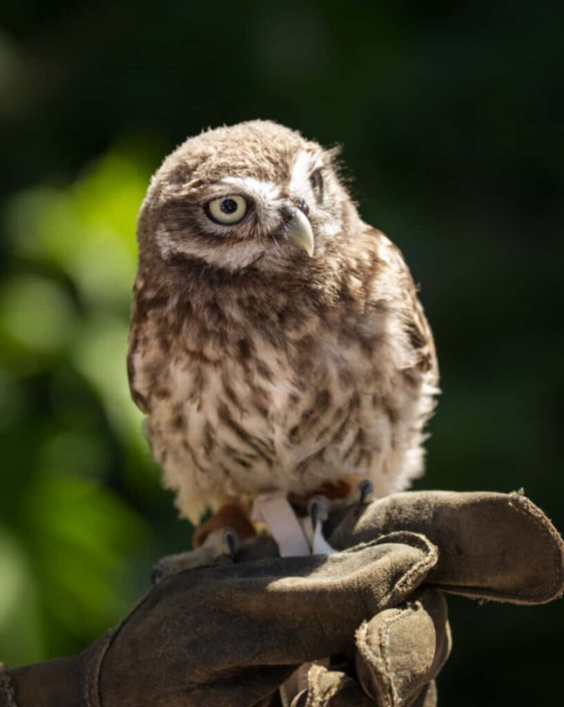 Adorable Baby Owl on Glove Gazes Curiously Amid Soft Green Background Wallpaper