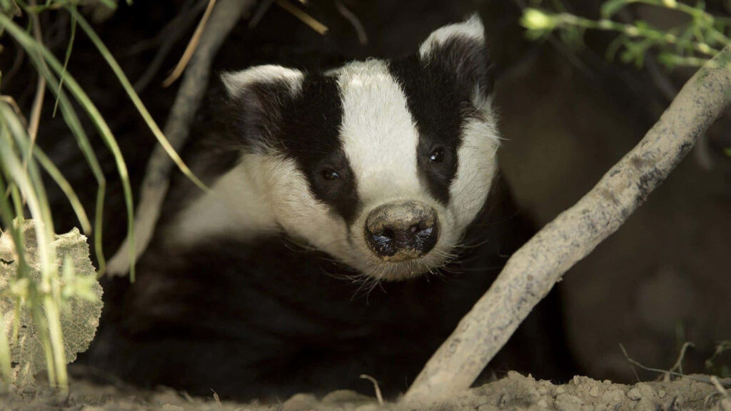 Curious badger peeking from burrow surrounded by earth and branches wildlife wallpaper background