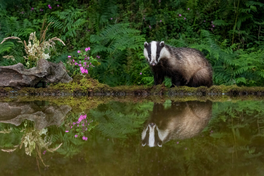 Curious badger at water's edge with clear reflection surrounded by lush greenery and flowers wallpaper