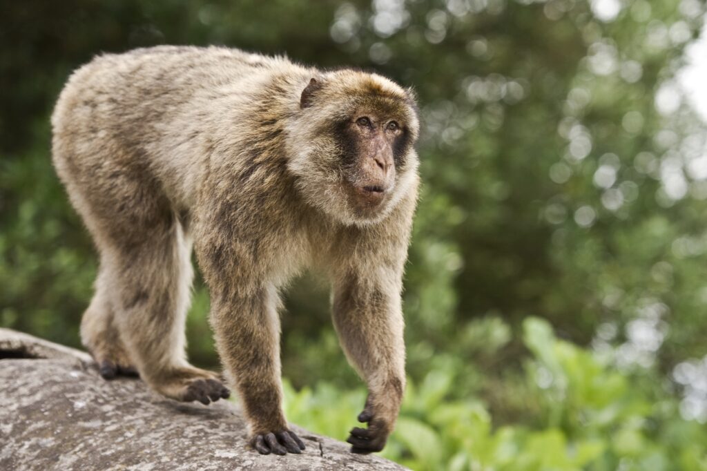 Curious Barbary Macaque on Rock Amidst Lush Green Background Wallpaper