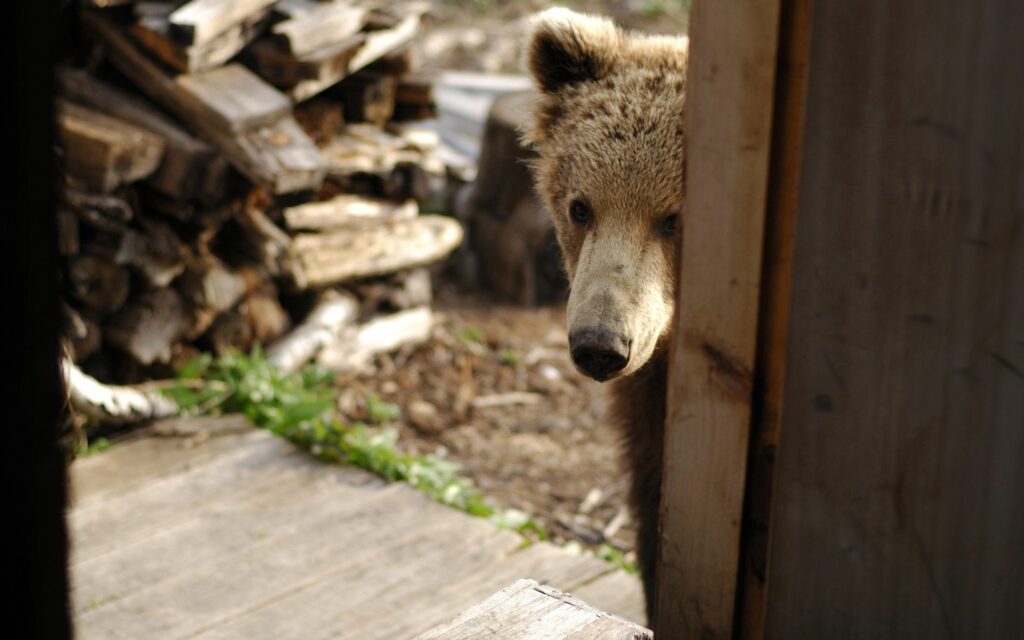 Curious Bear Peeking Through Door in Rustic Wilderness Wallpaper