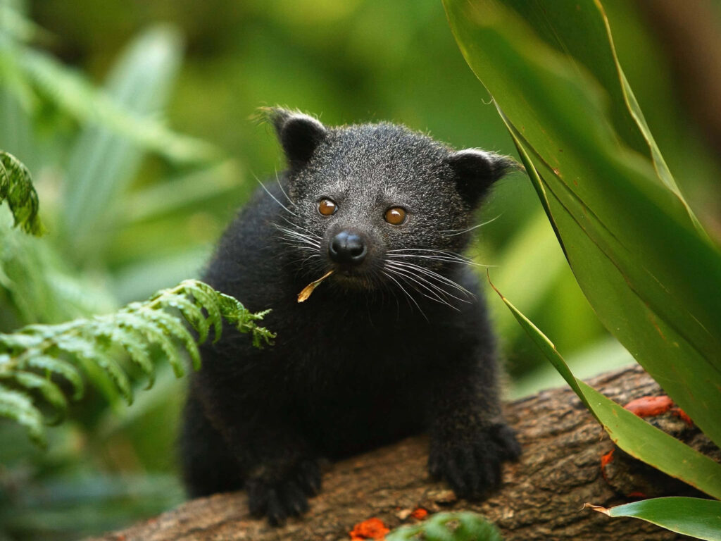 Curious binturong on mossy log in lush green forest habitat vibrant wildlife wallpaper background