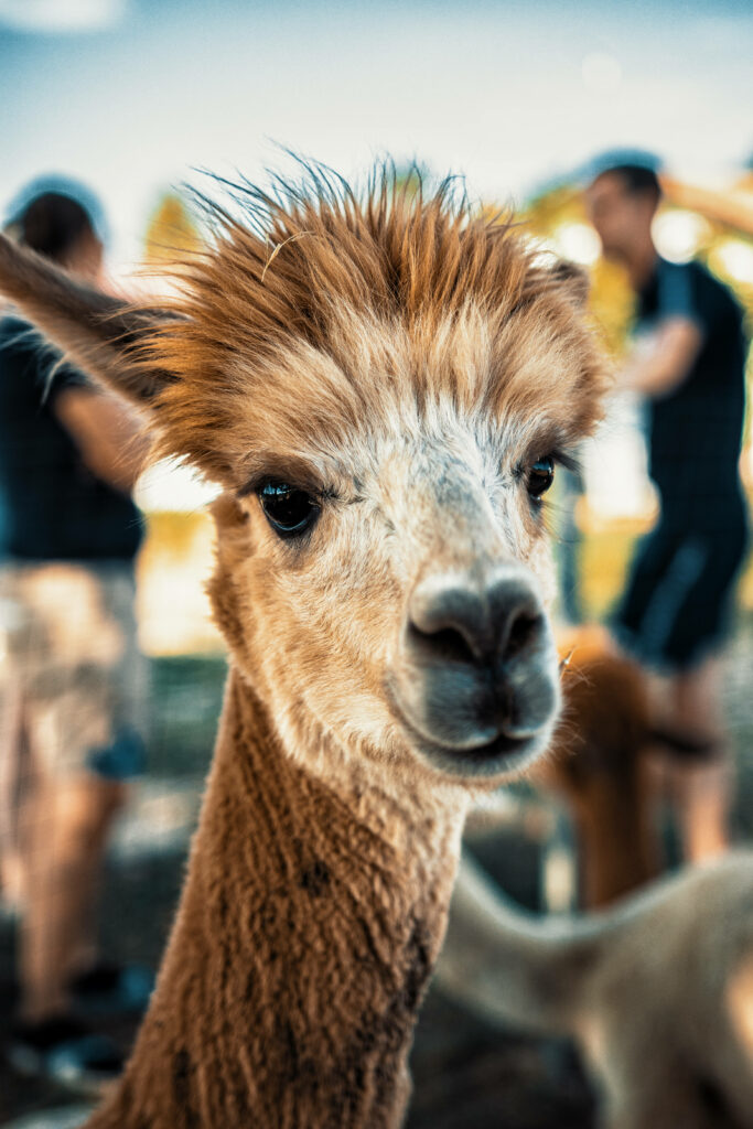 Close-up of curious brown alpaca with soft fur and expressive face on blurred background wallpaper