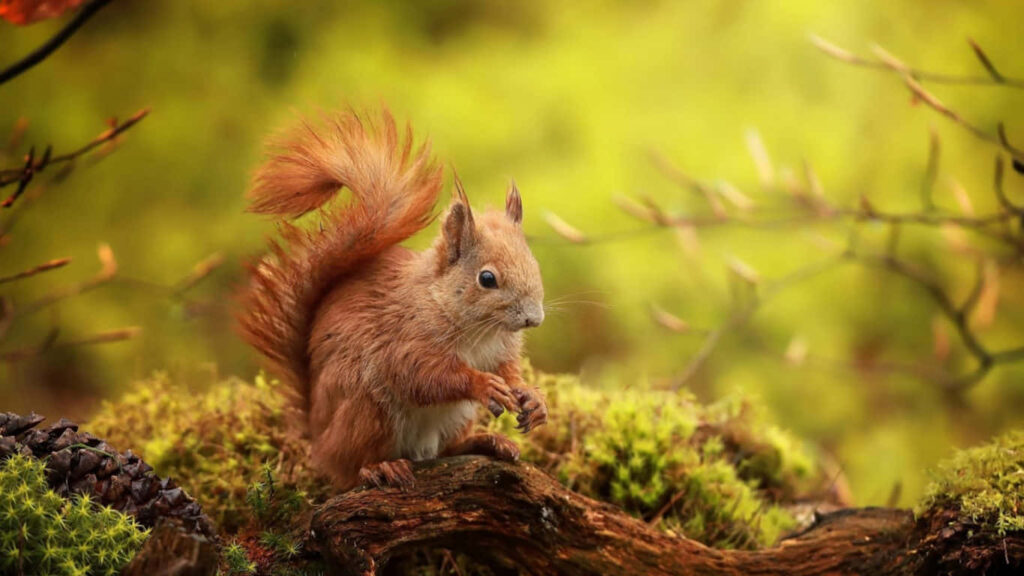 Curious Chipmunk on Mossy Branch: Serene Nature Wallpaper