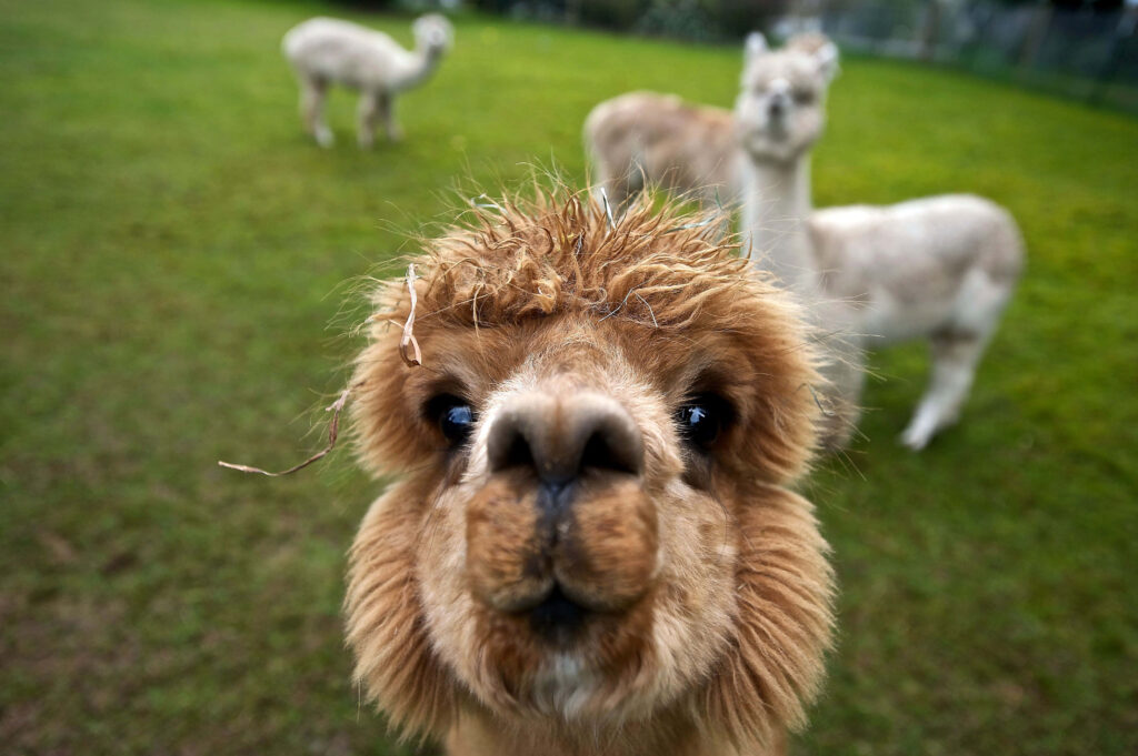 Curious Brown Llama in Playful Selfie with Grazing Friends Wallpaper