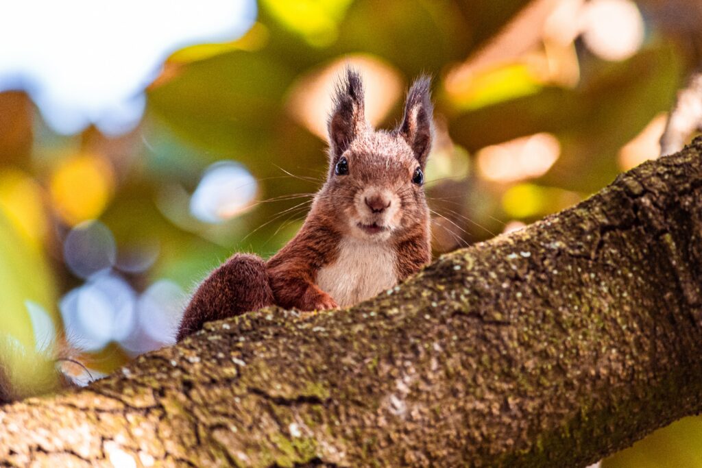 Curious Brown Squirrel on Tree Branch with Green Foliage Background Wallpaper