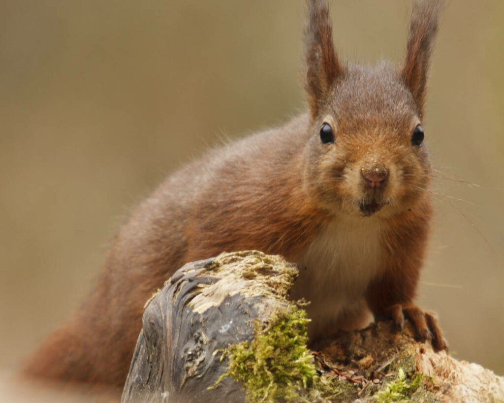Curious Brown Squirrel Wallpaper on Mossy Branch - Nature Close-Up