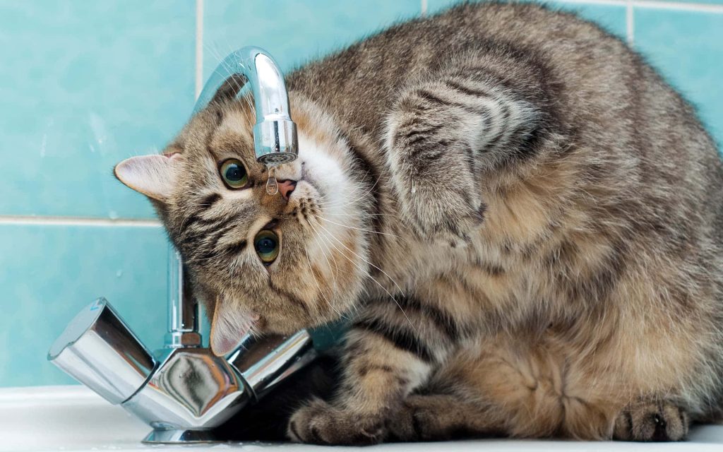 Fluffy brown tabby cat curiously inspecting dripping chrome faucet in light blue bathroom wallpaper