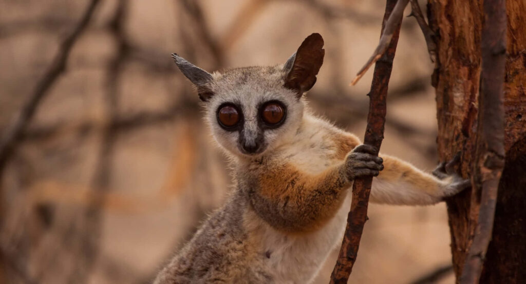 Bush Baby Galago clinging to tree with large eyes and tawny fur in warm earthy background Wallpaper