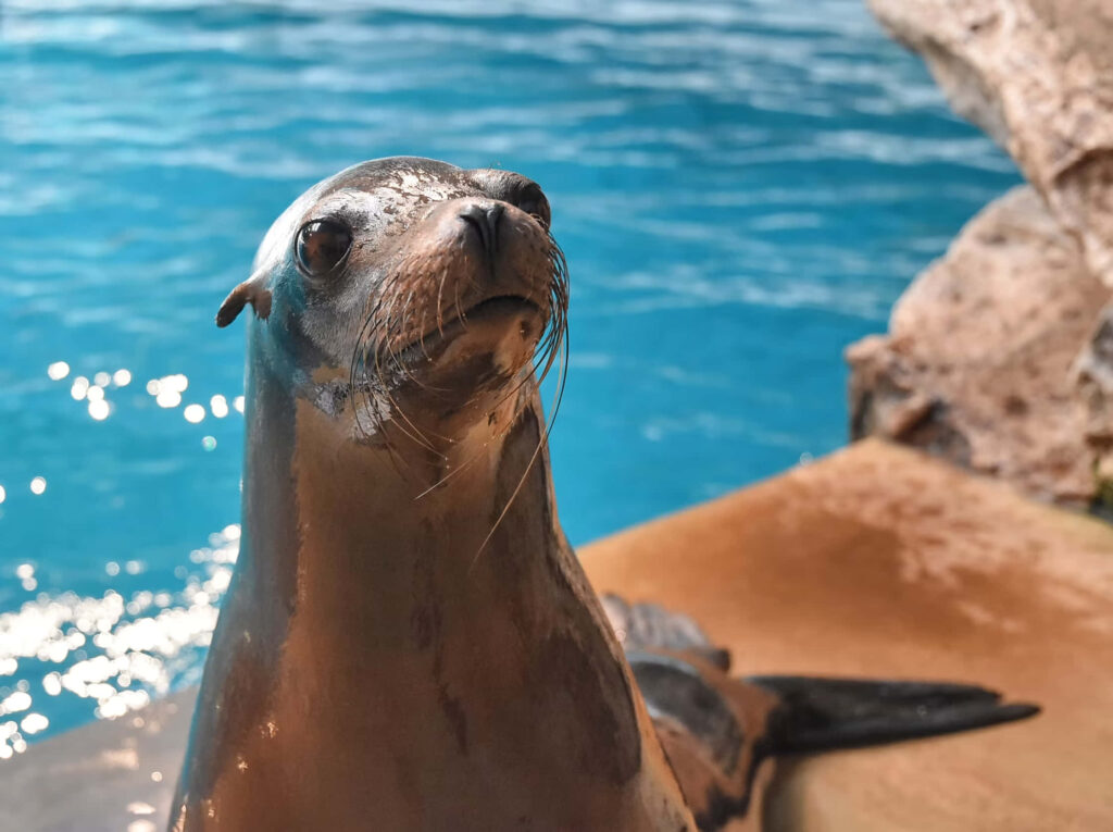 Curious California Sea Lion by Vibrant Pool - Oceanic Wallpaper