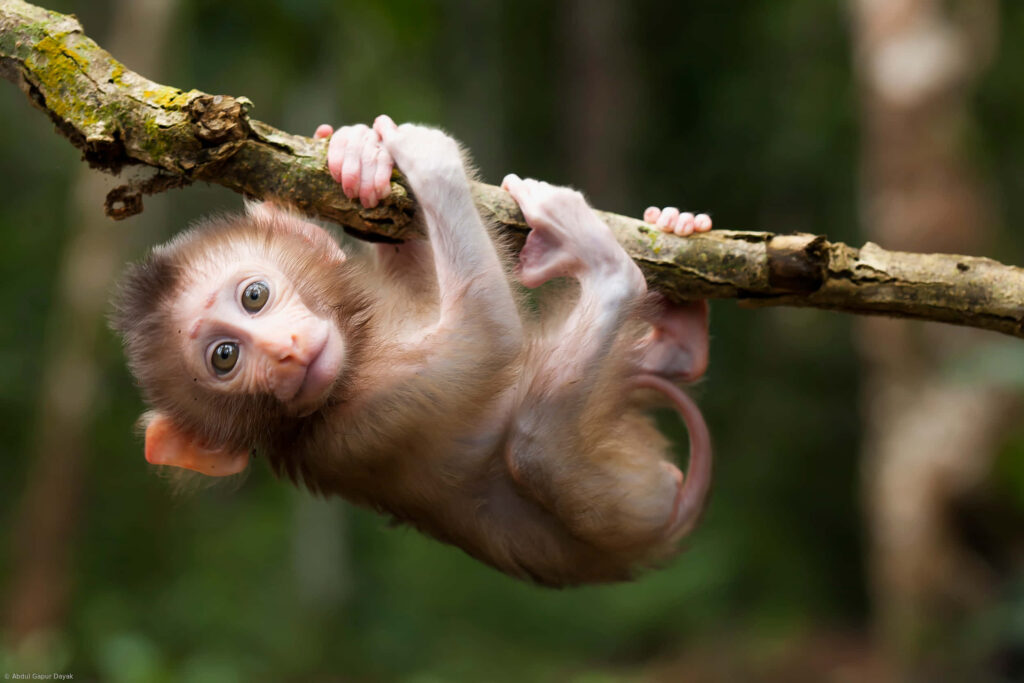 Curious Capuchin Monkey Playfully Hangs in Lush Green Forest Wallpaper
