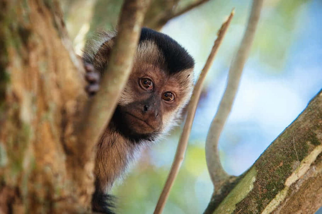 Curious Capuchin Monkey Behind Tree Branch - Playful Nature Wallpaper