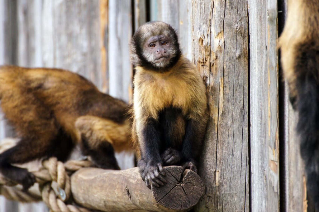 Curious Capuchin Monkey Perched on Rustic Wood Structure Wallpaper