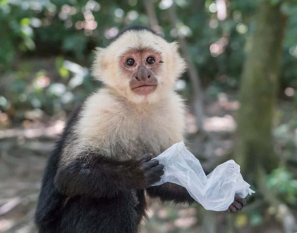 Capuchin Monkey with Plastic in Lush Forest: Wildlife & Human Impact Wallpaper