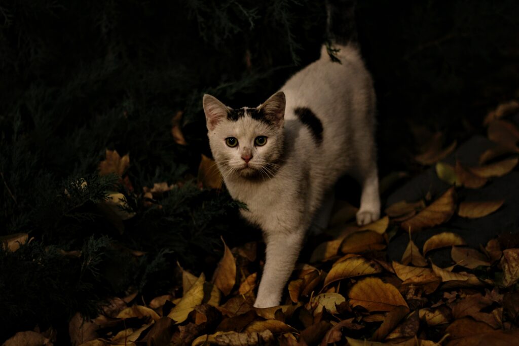Cozy Autumn Cat Adventure: High-Resolution Wallpaper Background