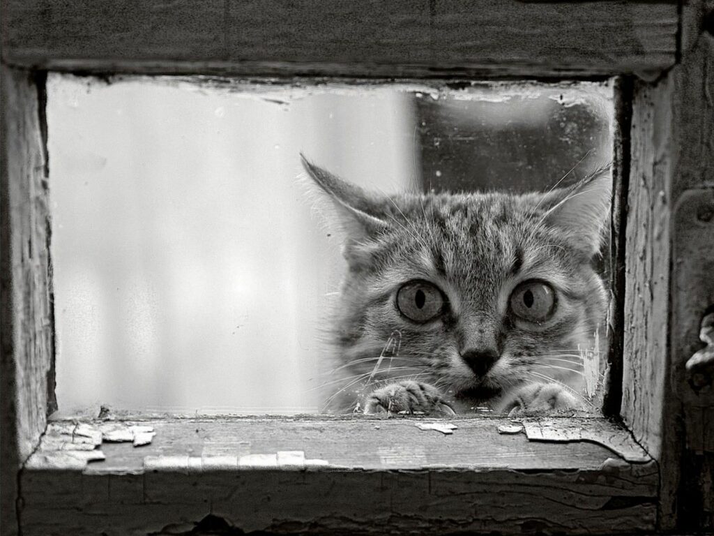 Curious Cat Peering Through Weathered Frame: A Moment of Intrigue Wallpaper